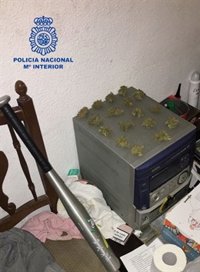 Tres detenidos en Ruzafa por cultivar marihuana y golpear con un bate de béisbol a un policía