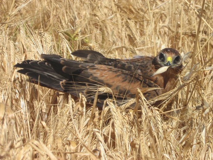 Ejemplar de aguilucho cenizo