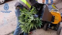 Desmantelada una red de tráfico de drogas con 39 detenidos y 2.319 plantas de marihuana incautadas