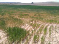 El sector agrario "lastra" el crecimiento de la economía que alcanza el 2,5% del PIB