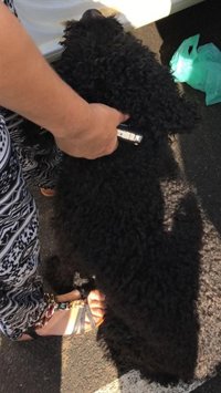 La Policía de Utrera (Sevilla) denuncia a una mujer por dejar encerrado en su coche a un perro a pleno sol