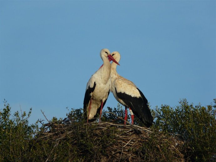 Cigüenas en el Parque Natural de Doñana