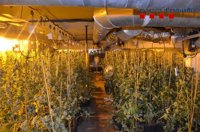 Ocho detenidos por cultivar 1.100 marihuana en una casa de Amer (Girona)