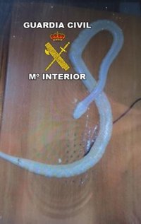 Investigado por vender por internet una serpiente pitón que llegó muerta al comprador