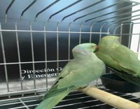 La Policía Canaria se incauta de dos ejemplares de cotorras de Kramer que se vendían por Internet