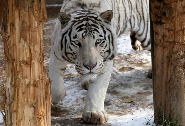Un tigre de albino