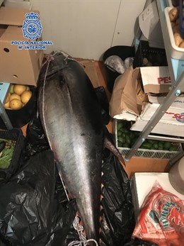 Atún rojo málaga marbella decomiso pesca 111 kilos puerto banús furtivo pesca