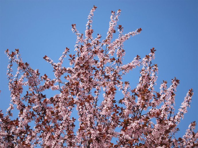 Árbol Florido, Primavera, Flores, Buen Tiempo
