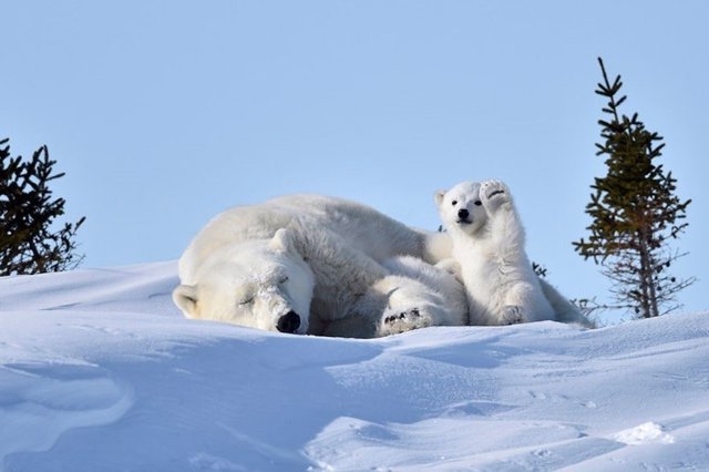 Foto de oso polar que se convierte en una batalla de photoshop