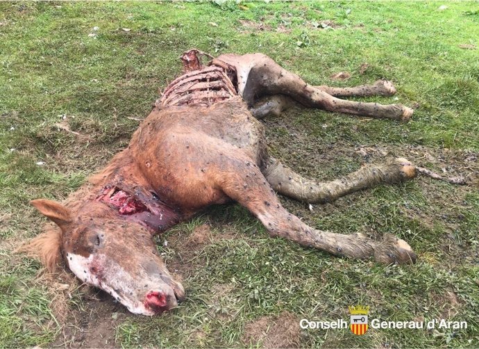 Cadáver de la yegua que atacó el oso Goiat