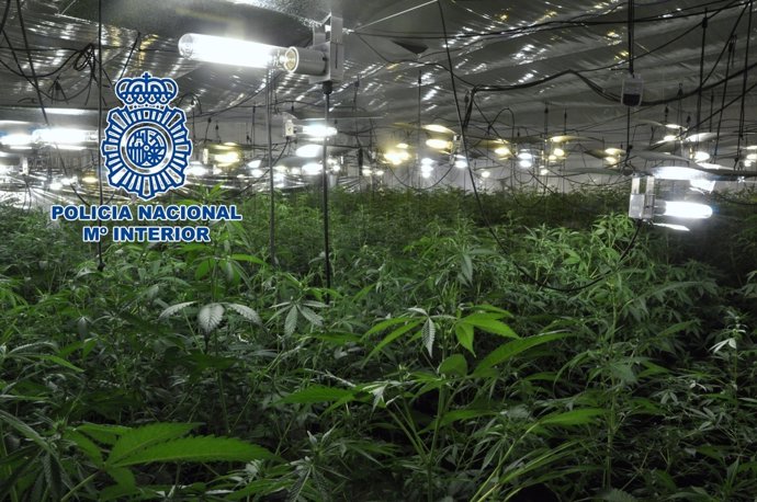 La Policía Nacional Incauta En Lucena (Córdoba) Más De 650 Plantas De Marihuana,