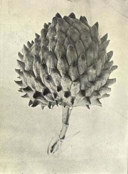 Imagen actual de fruto de chirimoya