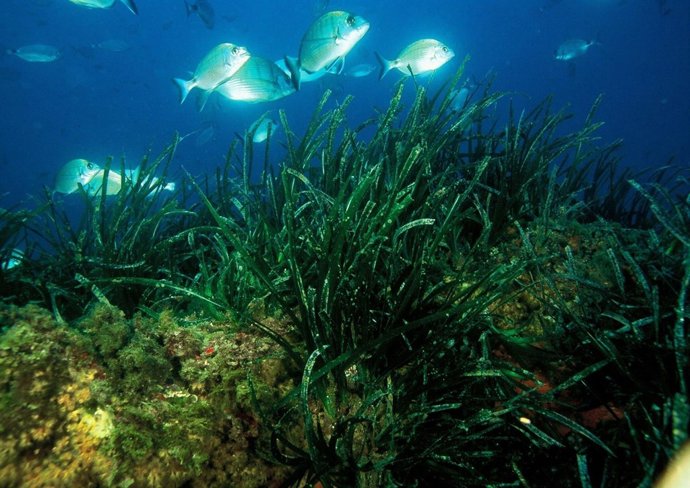 Posidonia Oceánica 