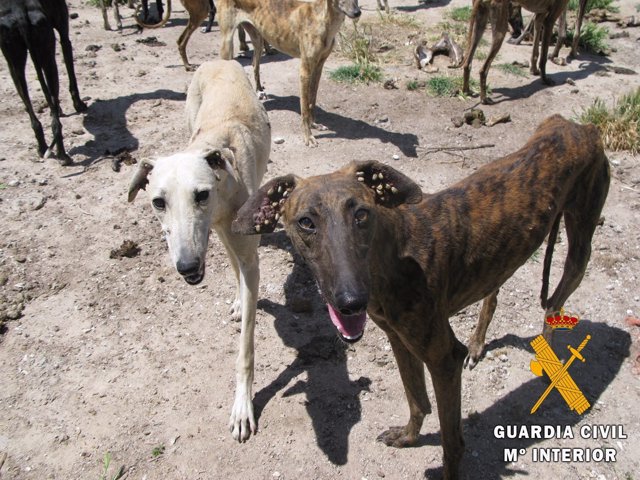 Galgos en el núcleo de cría en Peñaranda (Salamanca)