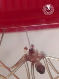 Capturan una peligrosa araña en una vivienda de Puente de Vallecas