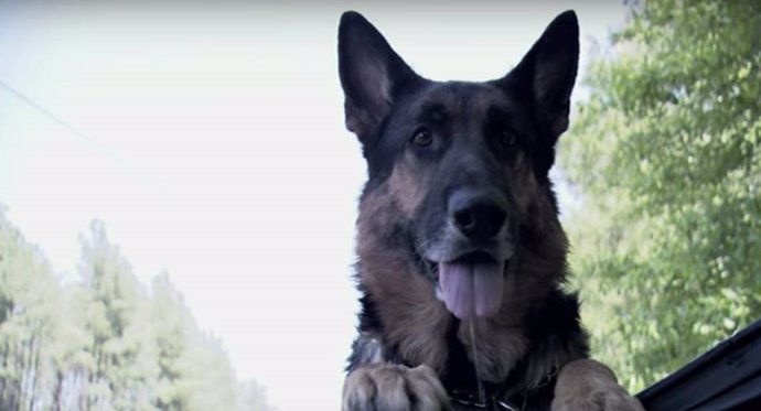 Hero, el perro que salvó a una mujer atrapada en un coche tras sufrir accidente