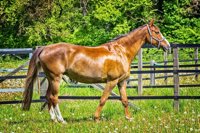 Canarias implementará el uso de caballos en las terapias a menores y personas con discapacidad