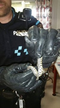 La Policía captura una culebra de escalera en un aula de un colegio de Fuenlabrada