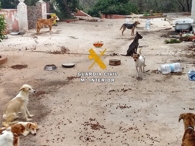 Animales maltrato maltratados perros abandono desnutrición detenido estepona
