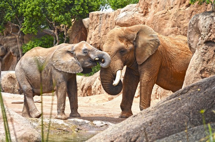 Imagen de algunos de los elefantes de Bioparc