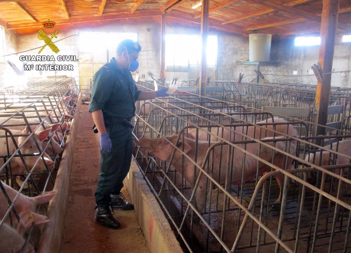 Detenido el propietario de una granja de Calasparra por abandono de cerdos