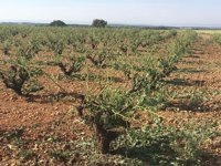 Las tormentas de agua y piedra dejan "graves daños" en varios municipios de la provincia de Albacete, según Asaja  