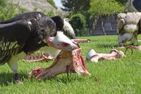 Bioparc da refugio a algunas de las especies de buitres más amenazadas del planeta