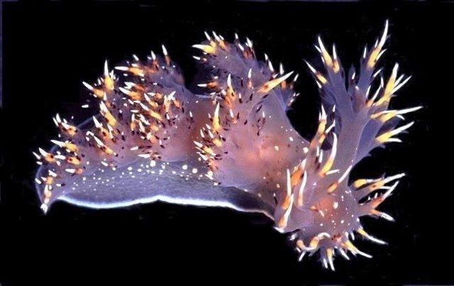 Nudibranquio gigante
