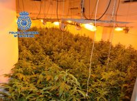 Detenidas dos mujeres y un hombre con 500 plantas de marihuana escondidas en un chalet de Molina