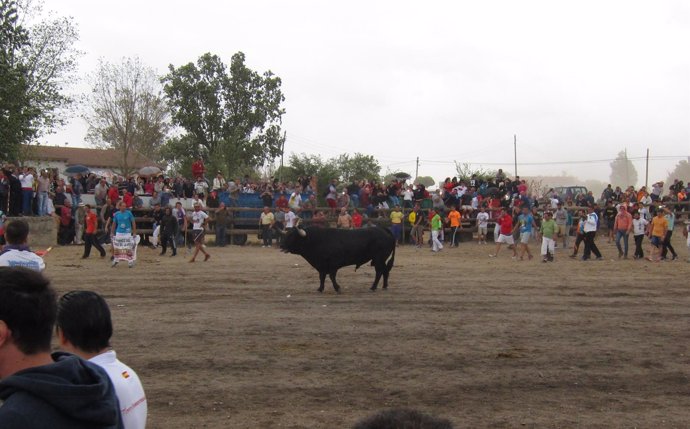 Toro de la Peña 2016 en Tordesillas