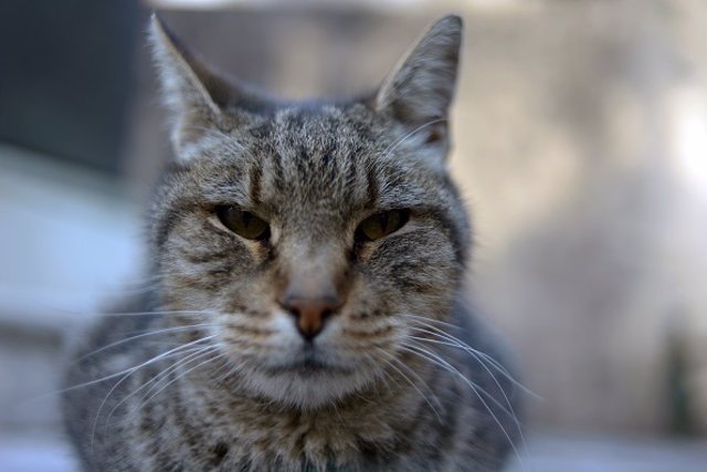 Gato en Argentino