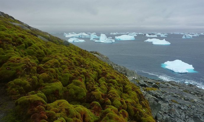 Bancs de molsa entre icebergs en l'Antàrtida