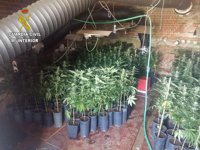 Detenido por cultivar en su casa de Uceda 631 plantas de marihuana