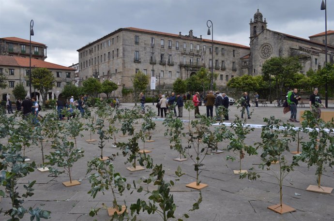 Plantación simbólica de eucaliptos en Pontevedra