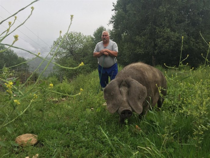 Ejemplar de Gochu Asturcelta