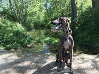 Veterinarios piden reconsiderar la vacunación bienal de la rabia