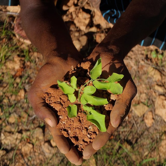 Manos sosteniendo una planta