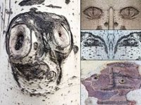 El MNCN inaugura mañana la muestra fotográfica 'Bestiario' de Guillem Vidal