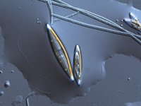 Hay bacterias que degradan compuestos orgánicos que favorecen la fertilización de sedimentos marinos