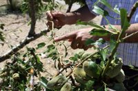 La tormenta de granizo deja importantes daños en unas 6.000 hectáreas de cultivos de Caravaca