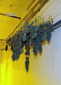 Desmantelado un punto de cultivo, elaboración y distribución de droga al menudeo en El Albujón-Cartagena