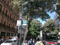 Ayuntamiento de Bilbao retirará dos tilos situados en Gran Vía por el riesgo de rotura y caída de ramas