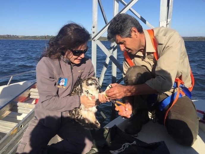 Anillamiento del águila pescadora en el embalse del Pierdras, en Huelva.