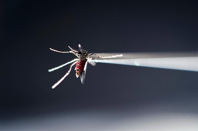 Mosquito Aedes aegypti zika