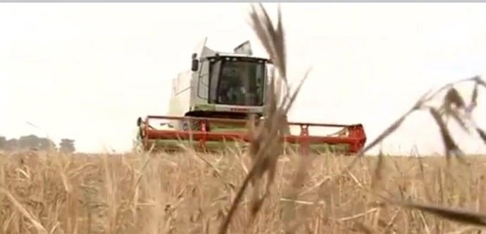 Una cosechadora recolectando cereal en CyL