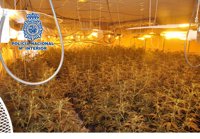 La Policía Nacional interviene en Vélez-Málaga 600 plantas de marihuana y detiene a dos personas