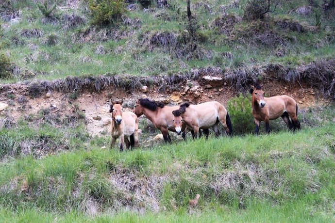 Cavalls salvatges en la Reserva nacional de caça de Boumort