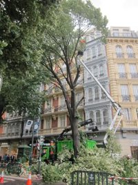 Ayuntamiento de Bilbao inicia la retirada de dos tilos situados en Gran Vía por el riesgo de rotura y caída de ramas