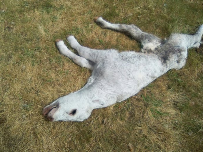 Ataque a un becerro en Espadaña (Salamanca)
