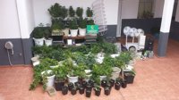 Detienen a un vecino de Icod de los Vinos por el cultivo de 158 plantas de marihuana
